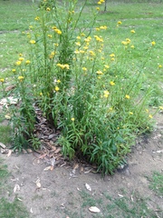 Xerochrysum bracteatum