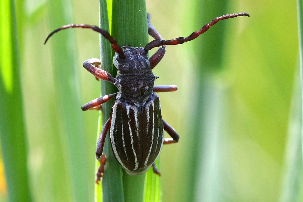 Eodorcadion carinatum