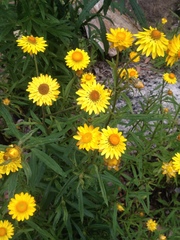Xerochrysum bracteatum