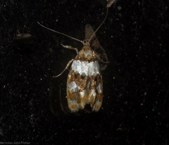 Piloprepes aemulella
