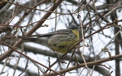 Setophaga kirtlandii