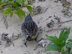 Setophaga kirtlandii