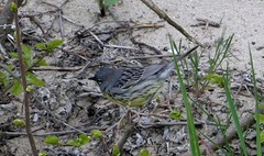 Setophaga kirtlandii