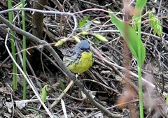 Setophaga kirtlandii