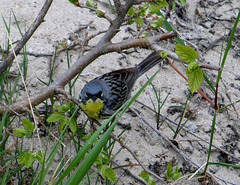 Setophaga kirtlandii