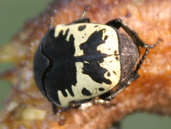 Gymnetis thula