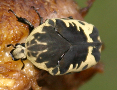 Gymnetis thula