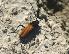 Tragidion coquus