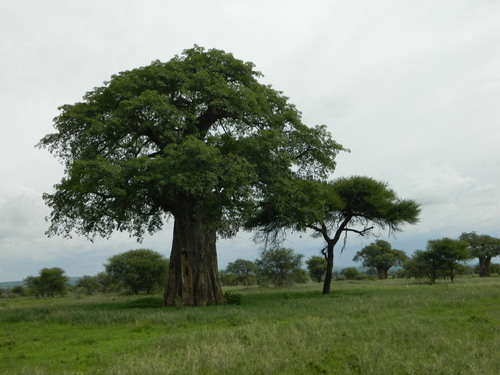 Adansonia digitata