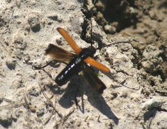 Tragidion coquus