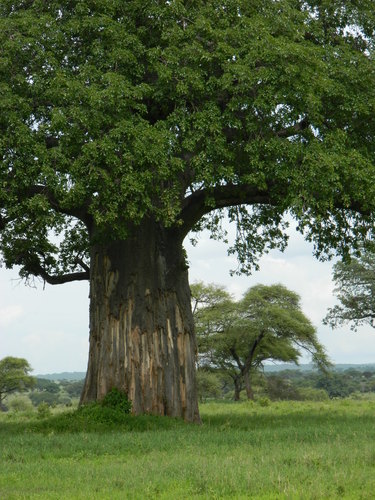 Adansonia digitata