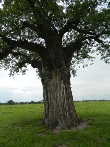Adansonia digitata