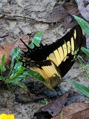 Heraclides androgeus