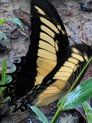 Heraclides androgeus