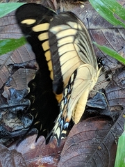 Heraclides androgeus