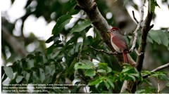 Piranga roseogularis