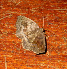 Anisoperas atropunctaria