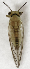 Calophya schini