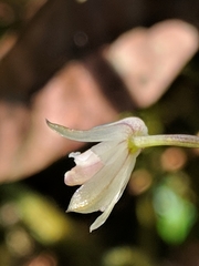 Scaphyglottis