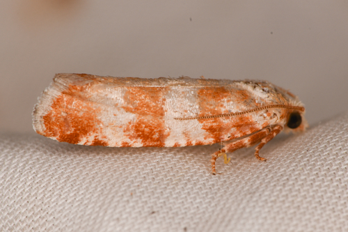Retinia sabiniana