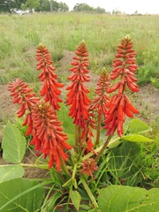 Erythrina zeyheri