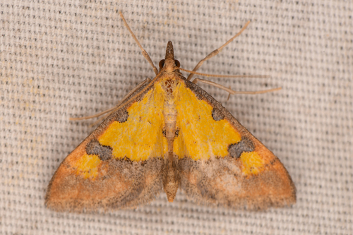 Choristostigma zephyralis photo 2