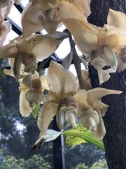 Stanhopea