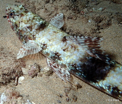 Saurida nebulosa