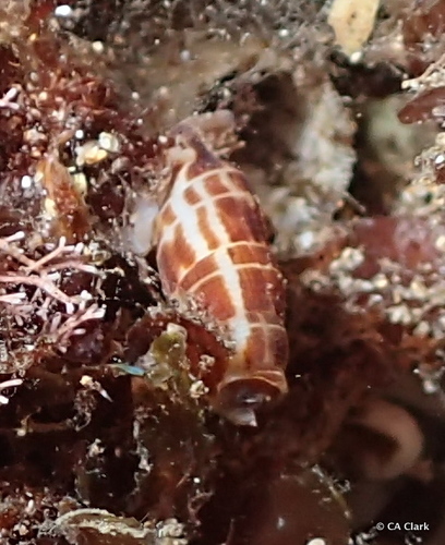 Triton decapitatus, 2018-09-25