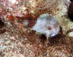 Sebastapistes coniorta