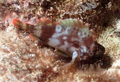 Sebastapistes coniorta