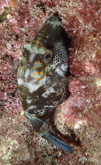 Canthigaster amboinensis