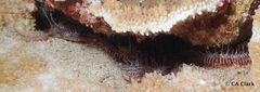 Ophiocoma erinaceus image