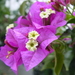 Lesser Bougainvillea - Photo (c) user:Lumbar, some rights reserved (CC BY-SA)