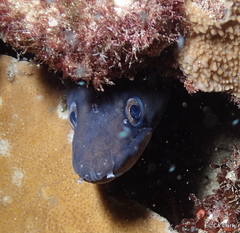 Conger marginatus