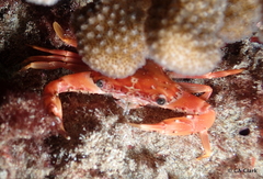 Thalamitinae