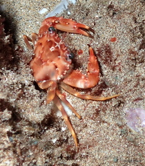 Thalamitinae