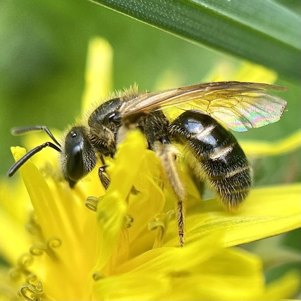 Band-footed Sweat Bee