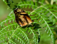 Castilia eranites