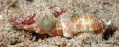 Mitra stictica