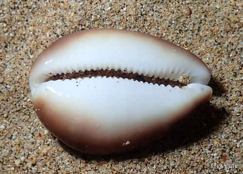 Cypraea schilderorum observed 2018-09-25