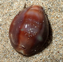 Lyncina schilderorum
