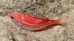 Sargocentron punctatissimum