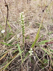 Spiranthes lacera