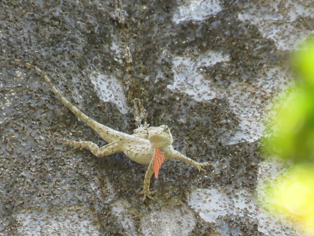 Becker’s Anole