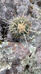 Echinofossulocactus lancifer