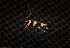 Macrobathra arrectella
