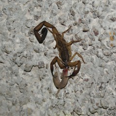 Centruroides limbatus