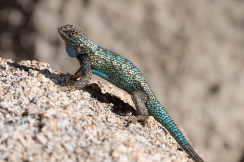 Western Fence Lizard