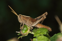 Schistocerca impleta